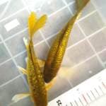Kupay aragoke + cagoi ginrin. ±21+22cm.