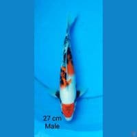 maruten showa male 27 cm