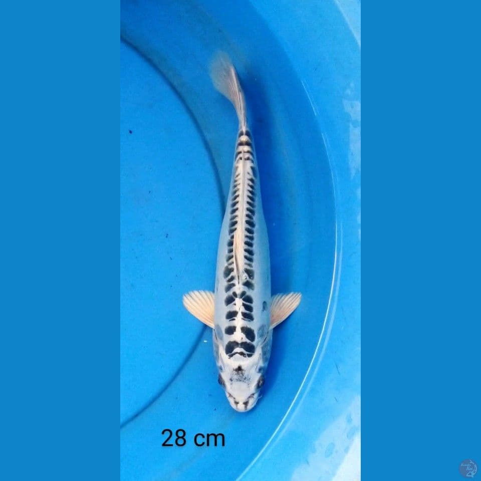 kiko silver 28 cm