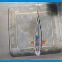 asagi 15cm 