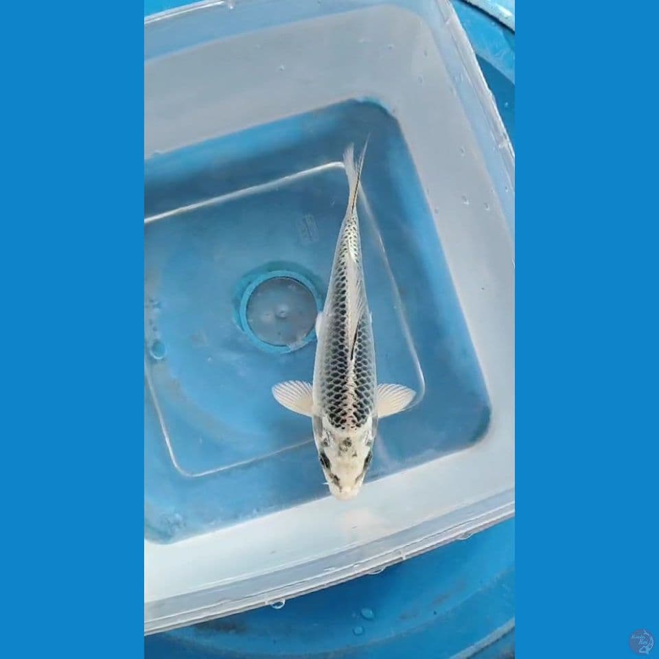 Matsuba ~ 15cm