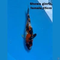 Showa Ginrin 