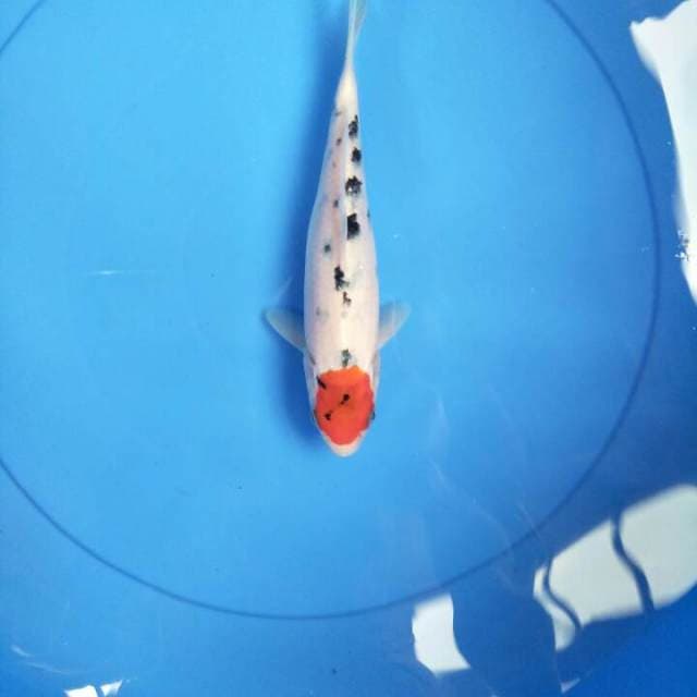 Tanco Showa 24cm