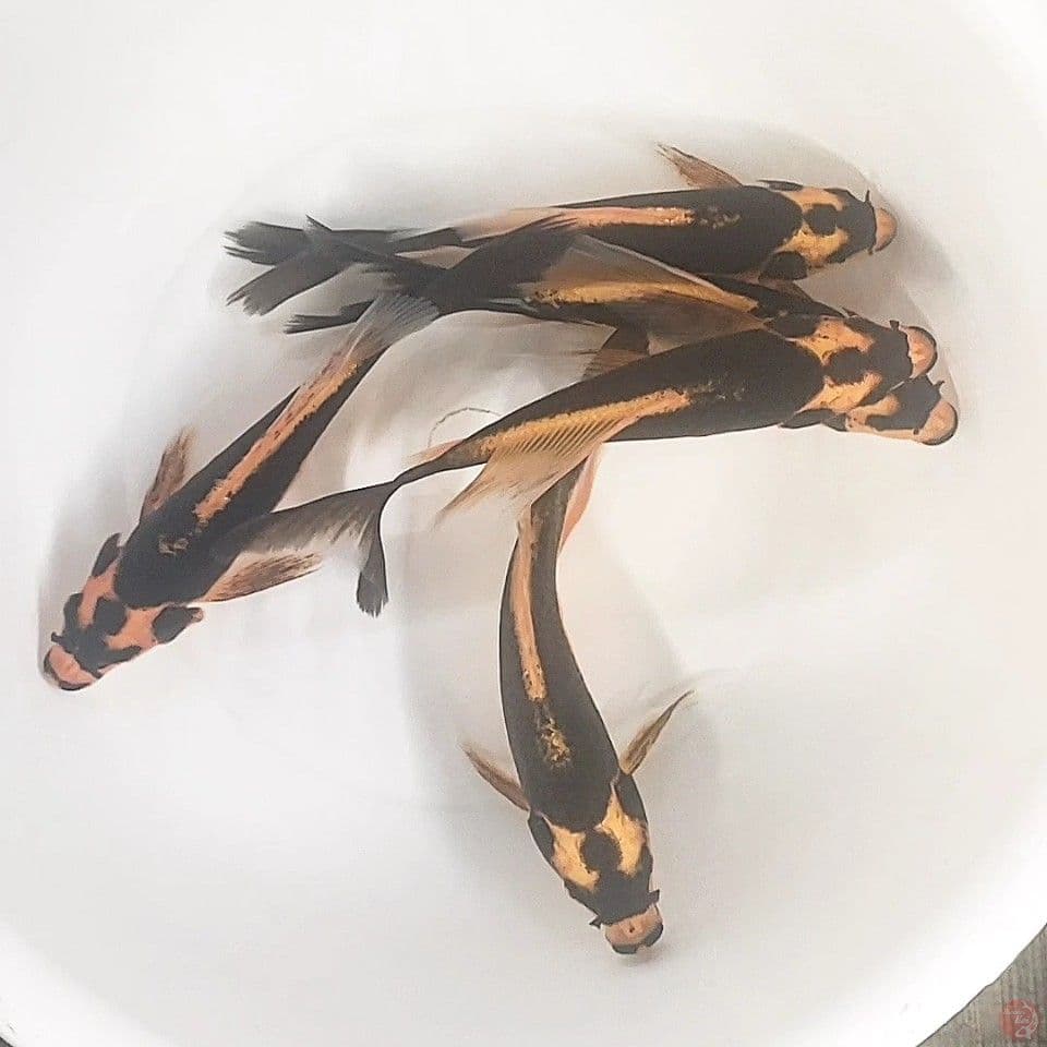 kumpay Kabuto 19-20cm
