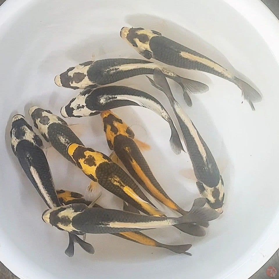 kabuto 10 ekor 19-20cm