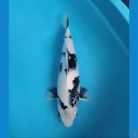 Good quality 45cm female 