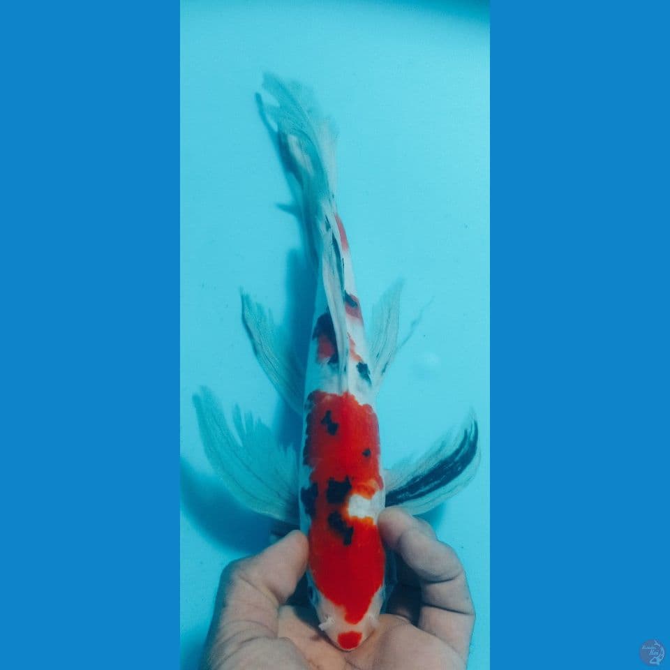 sanke 32cm