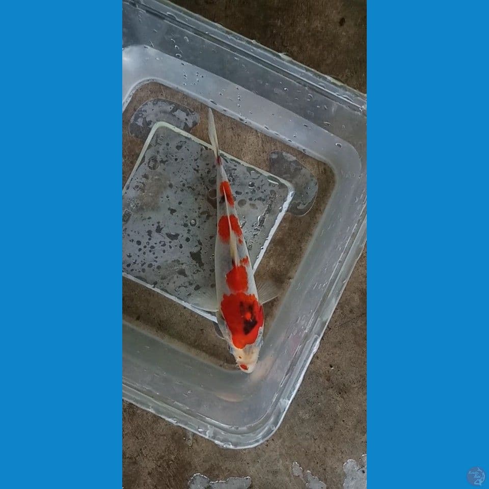 showa tategoi halus original 15cm