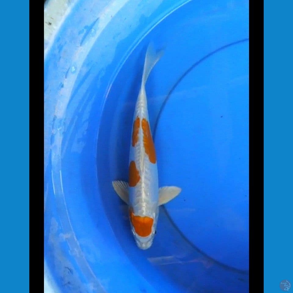 Kikushui male 30 cm