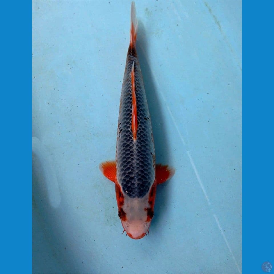 asagi, 31 cm