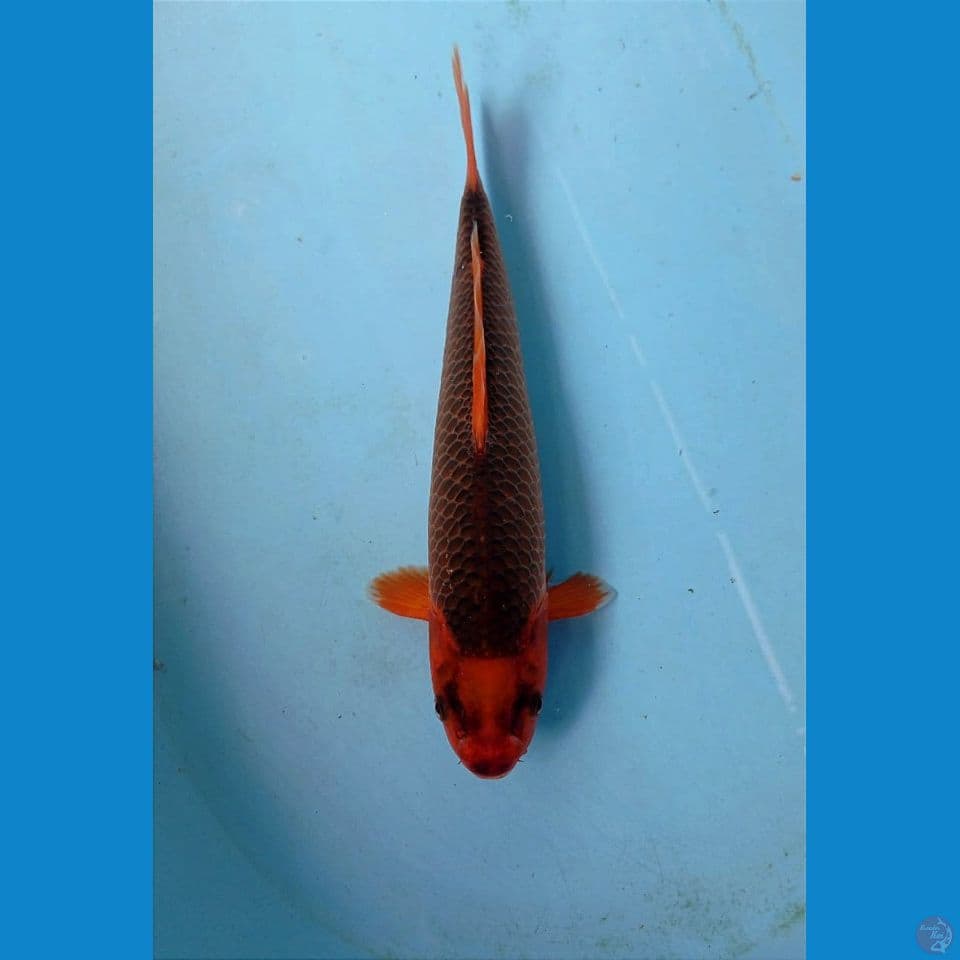 aka madsuba, 29 cm