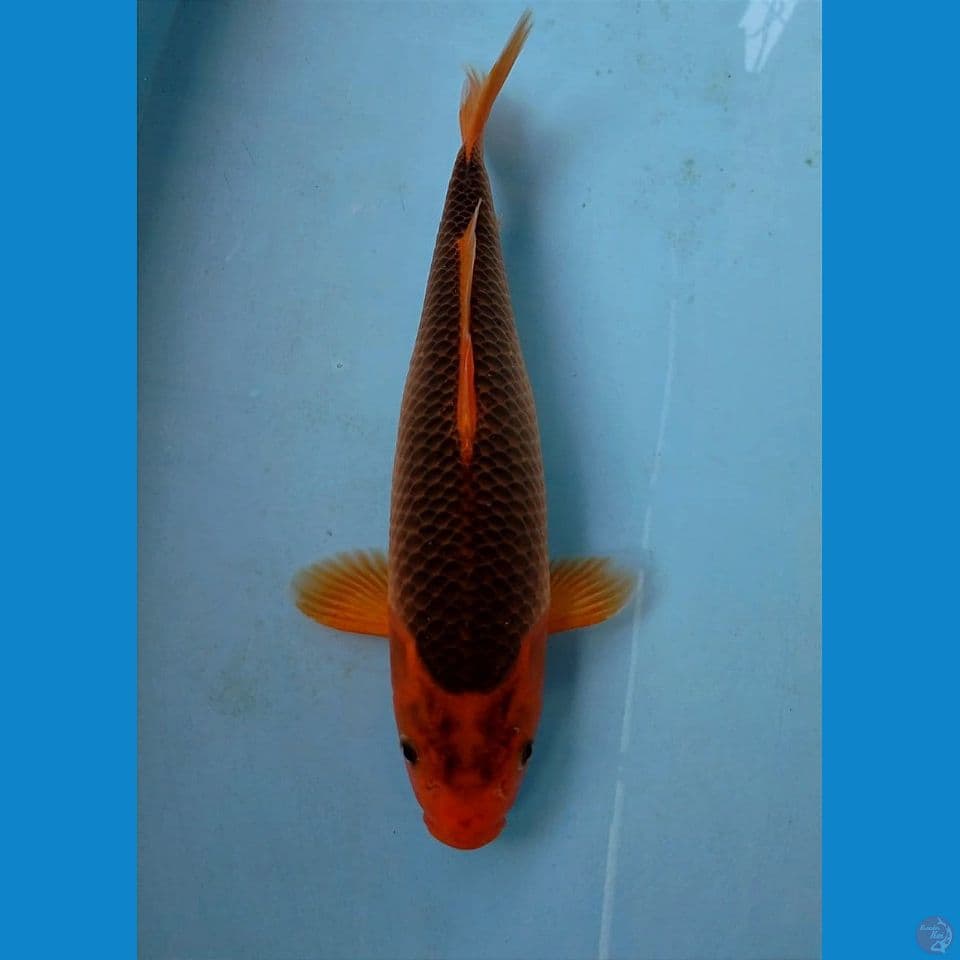 aka madsuba, 33 cm