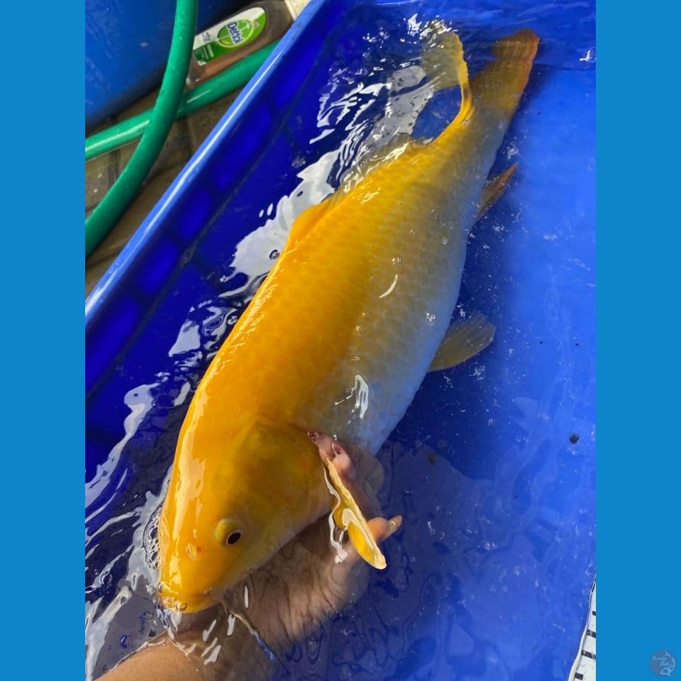 karashi 50 filter