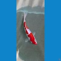 kohaku soitsu 17cm