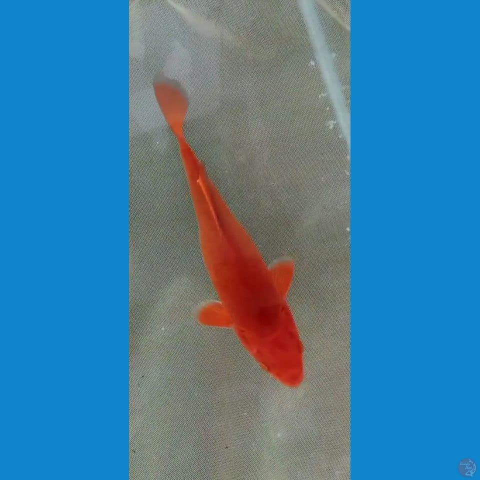 caramel 21cm