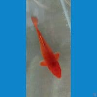 caramel 21cm