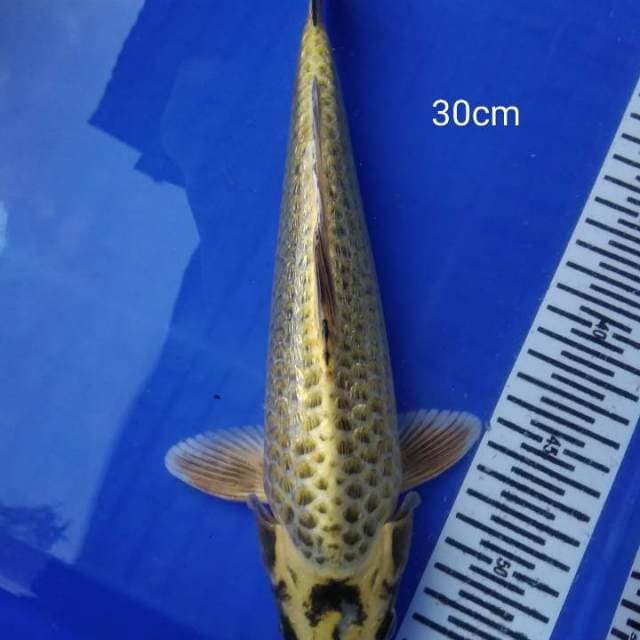 yamabuki ginrin 30 cm