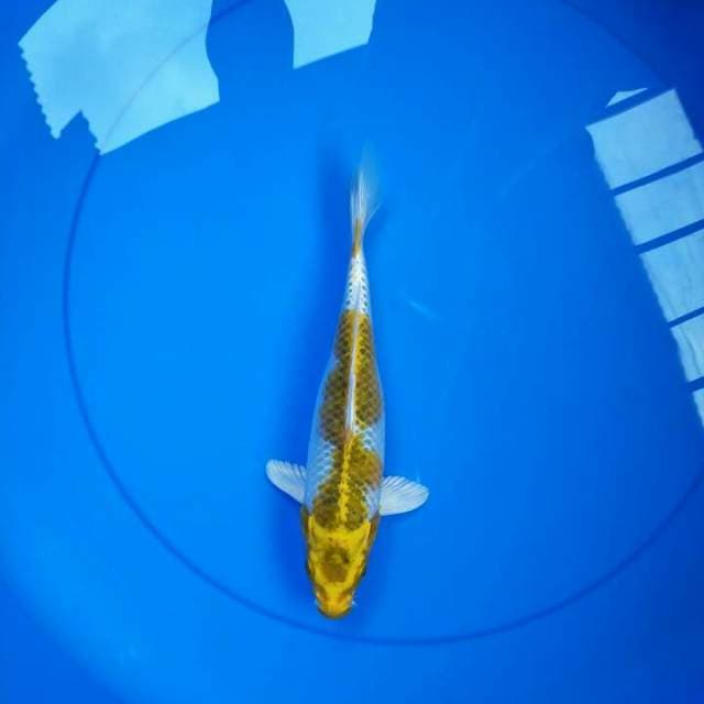Hariwake