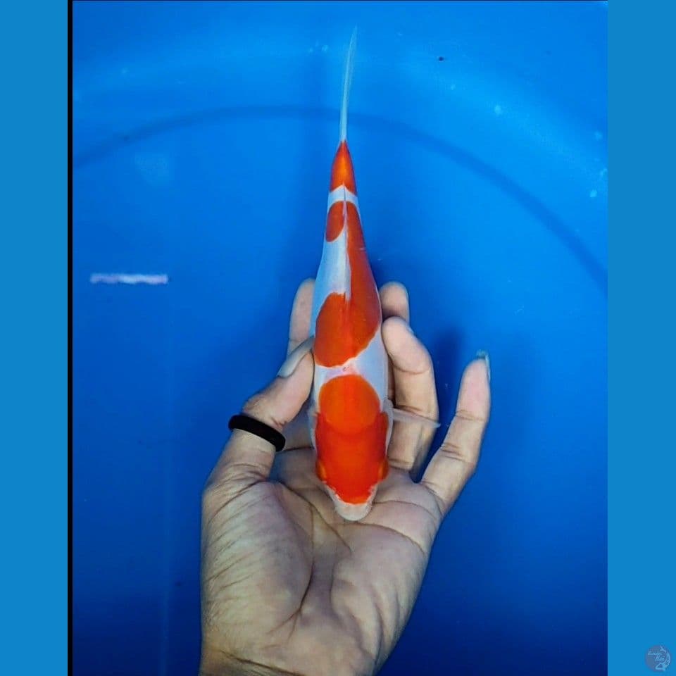 kohaku doitsu 20 cm