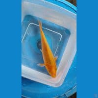 Caramel '20cm