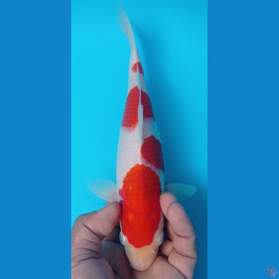 kohaku 28