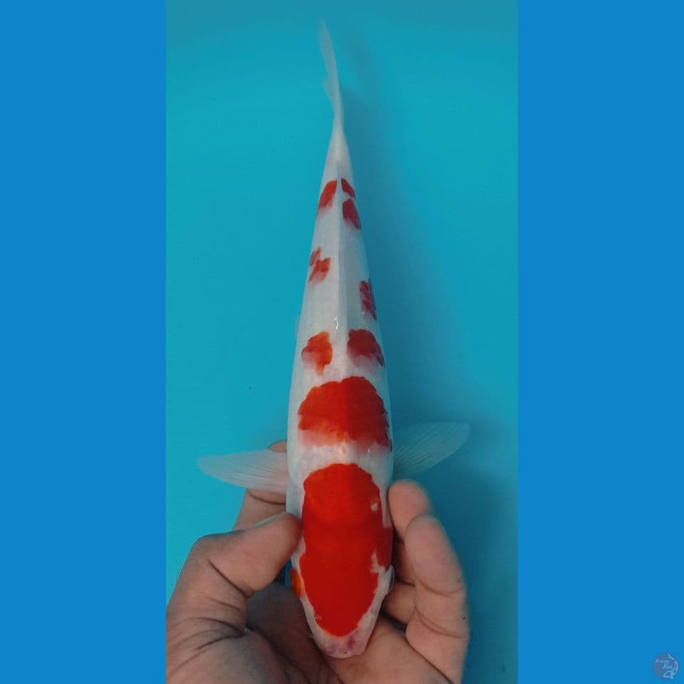 kohaku 29