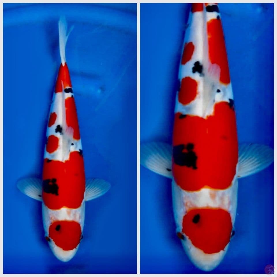 Doitsu murni 38cm male 