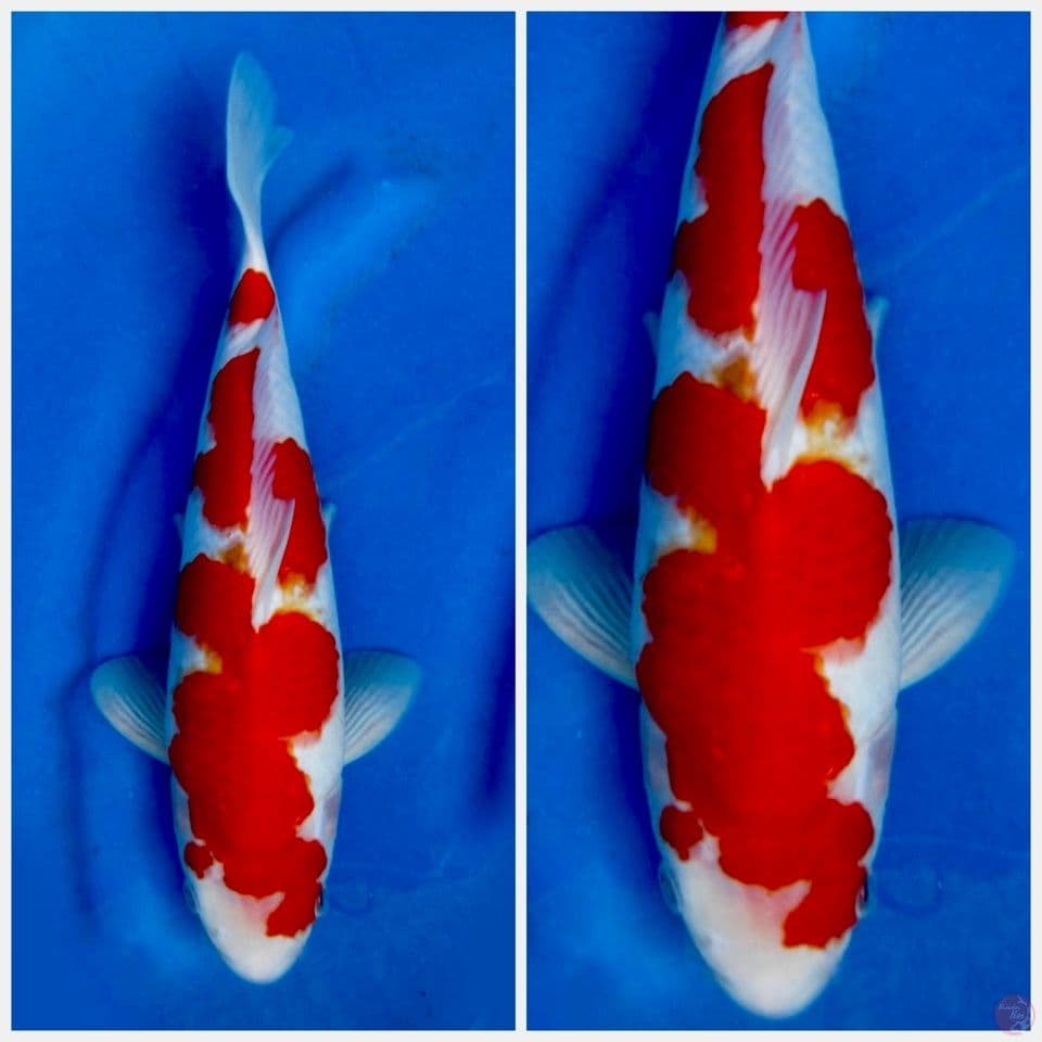 Kohaku 32cm male