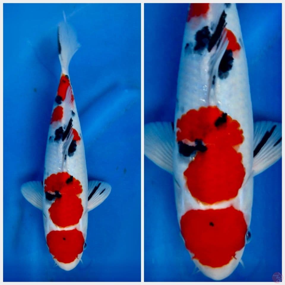 Sanke maruten 30 cm male 