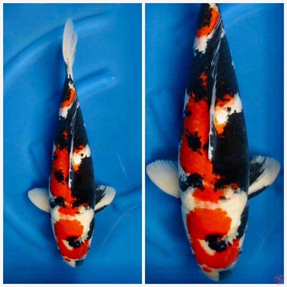 Showa 52cm Male 