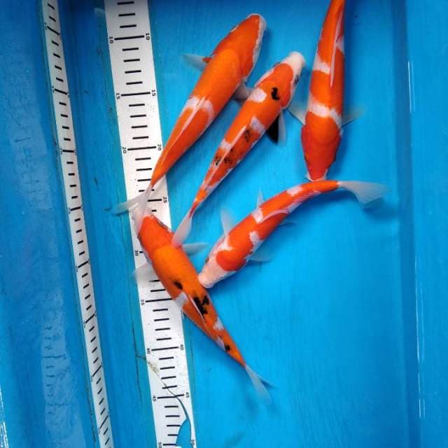 Paket kohaku sanke 5 ekor