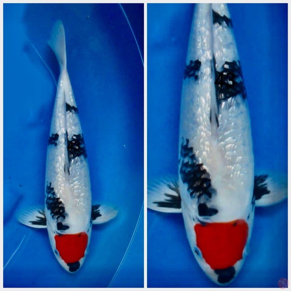 Tc showa gingrin 43cm male 