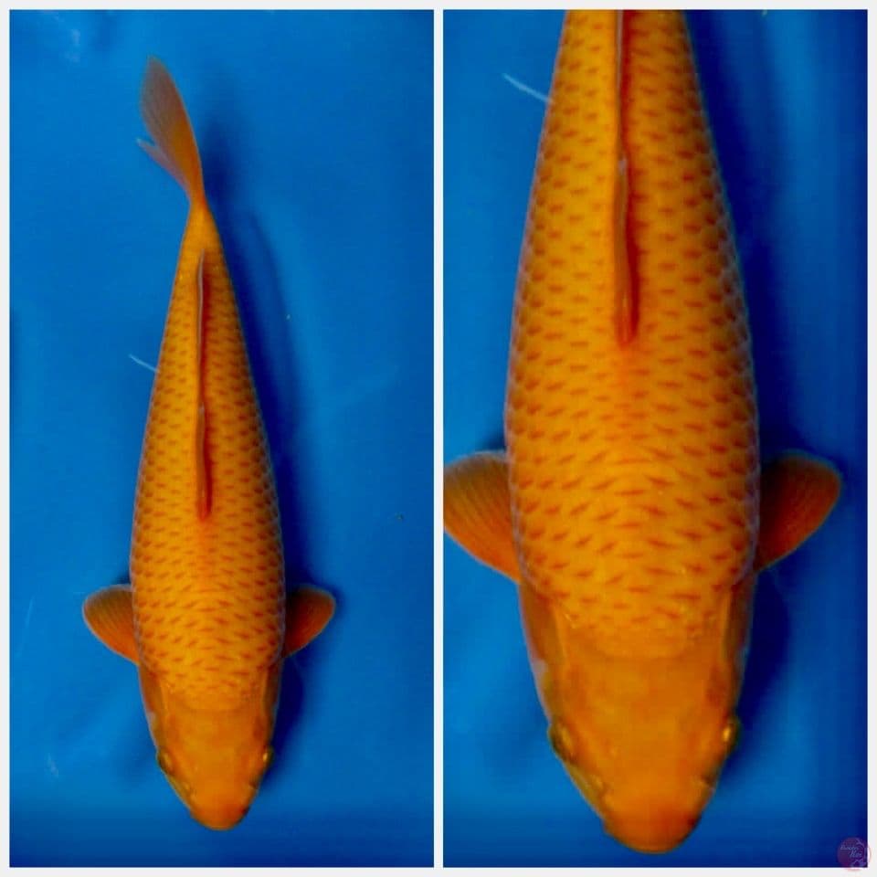 Karamel no bocor 37cm male 