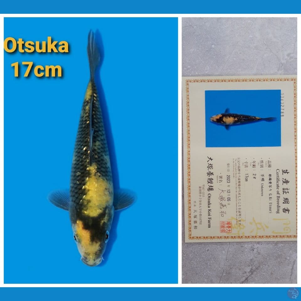 OTSUKA KIUTSURI 17CM SERTI