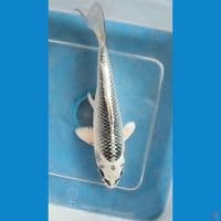Matsuba ~ 15cm