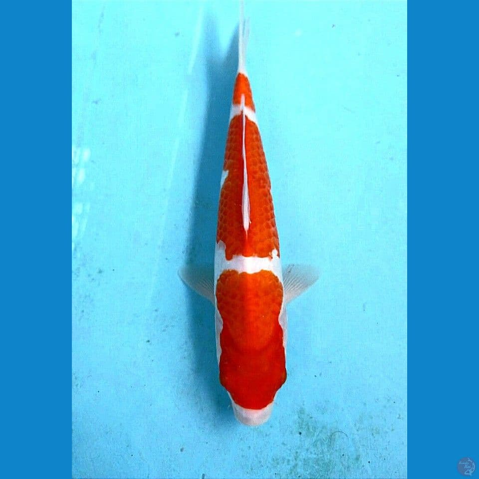 kohaku, 28 cm