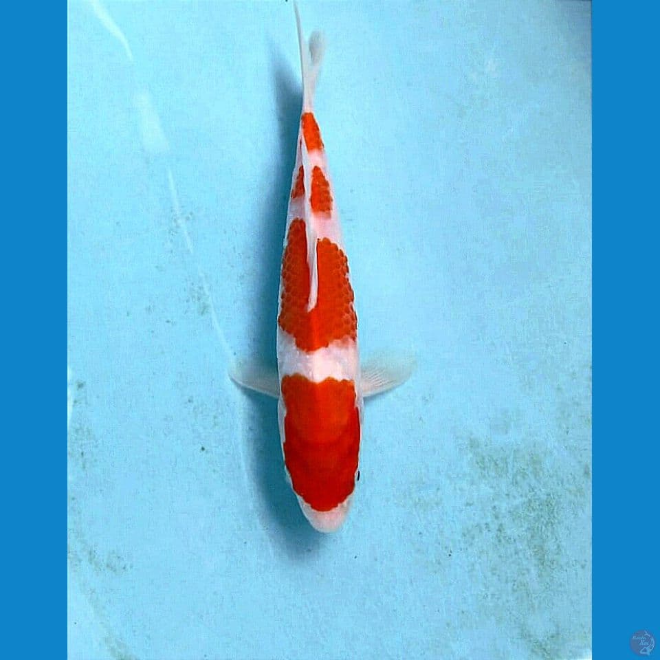kohaku, 21 cm