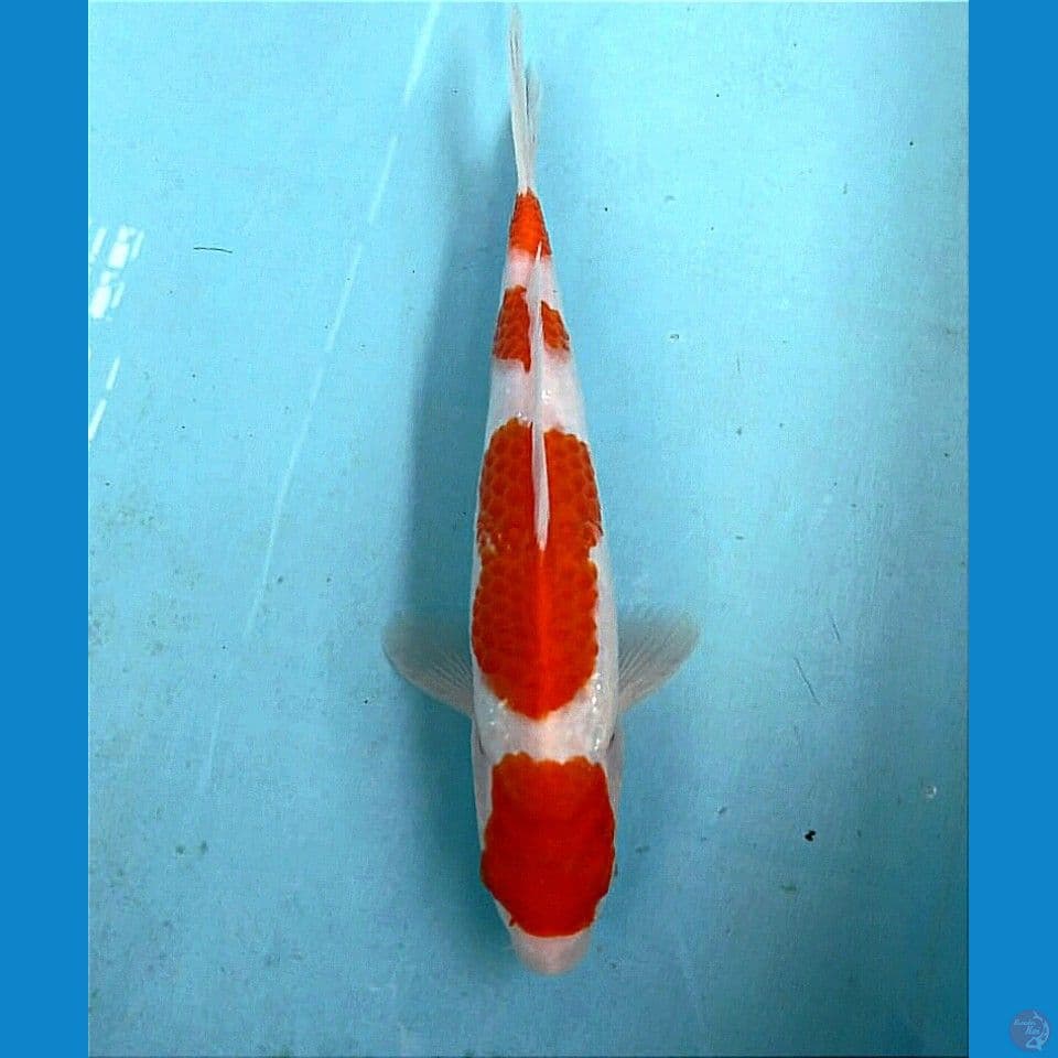 kohaku, 26 cm "male"