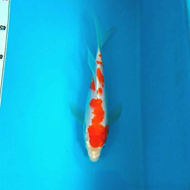 KUMPAY KOHAKU