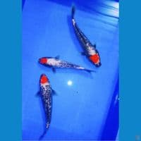 koleksi langka tancho benimatsukawabake 25an cm
