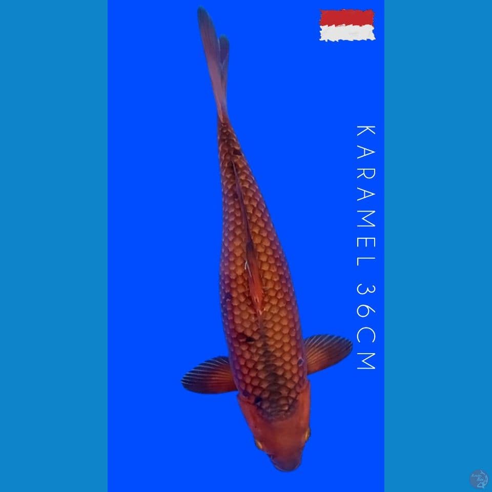 KARAMEL 36 CM