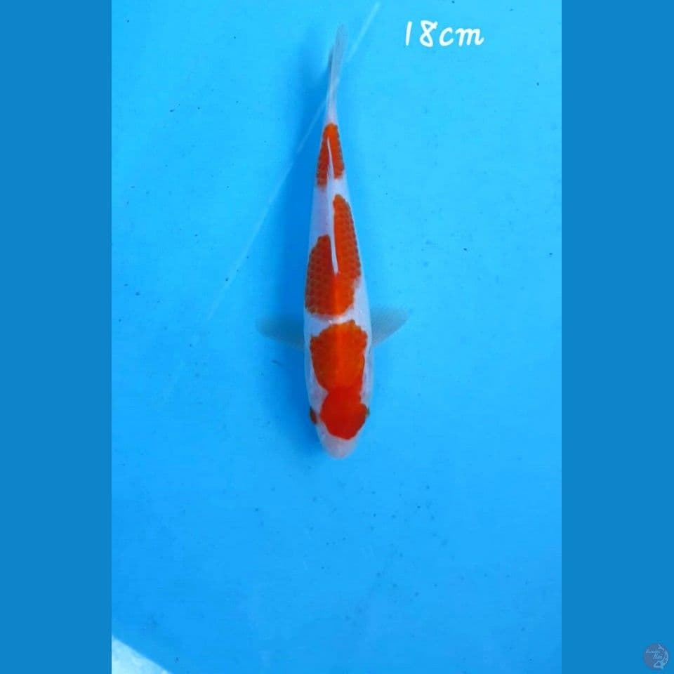 Kohaku 18cm