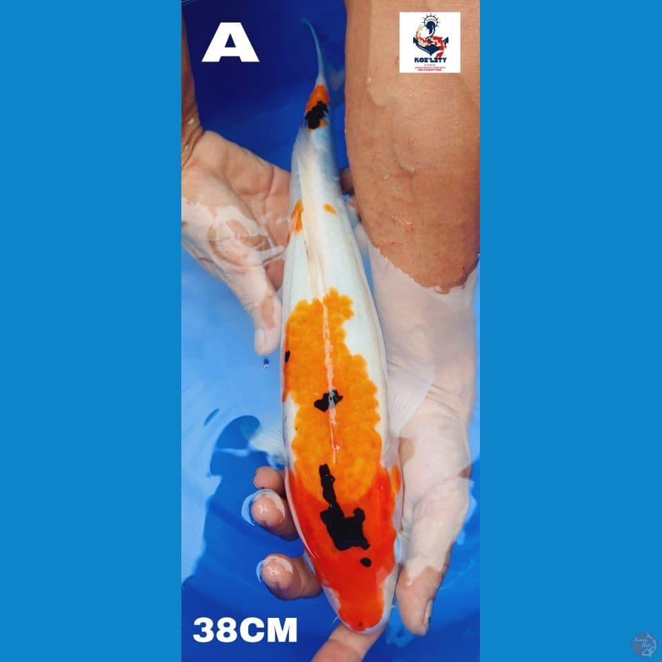 sanke 38cm