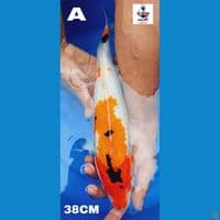 sanke 38cm