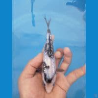 shiro ginrin 15 cm
