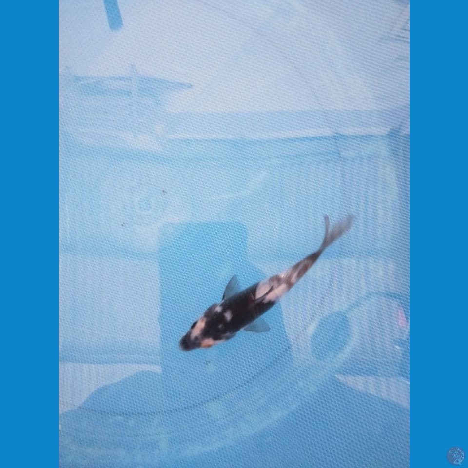 shiro 11 cm