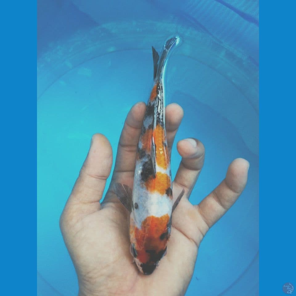 showa 16 cm
