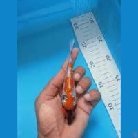 showa ginrin 15 bu
