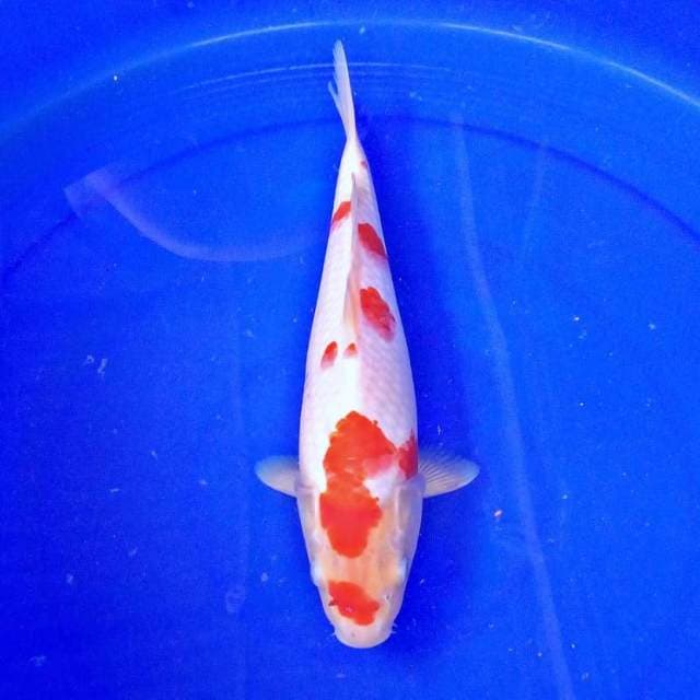 Kohaku sakura,.. 27 cm