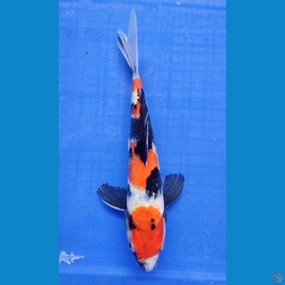 showa 25 cm